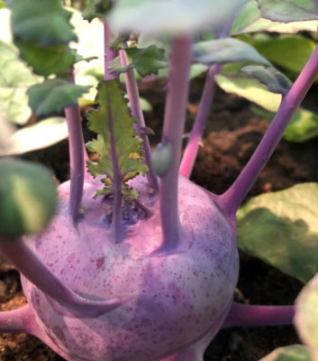 Ein Kohlrabi kann sich in Permakultur besonders gut entwicklen