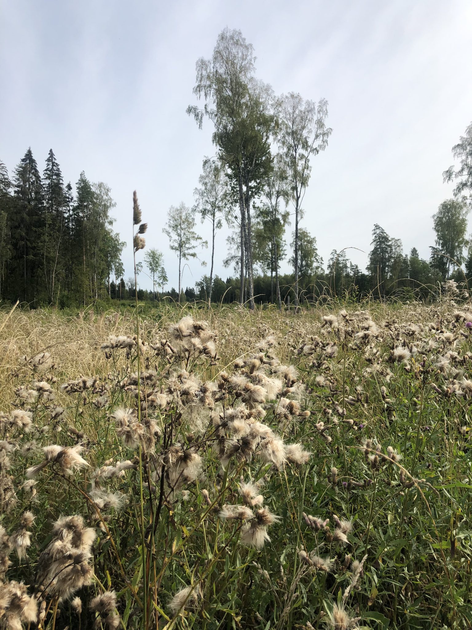 Wildnis in Estland Bäume Wiese und Kraut