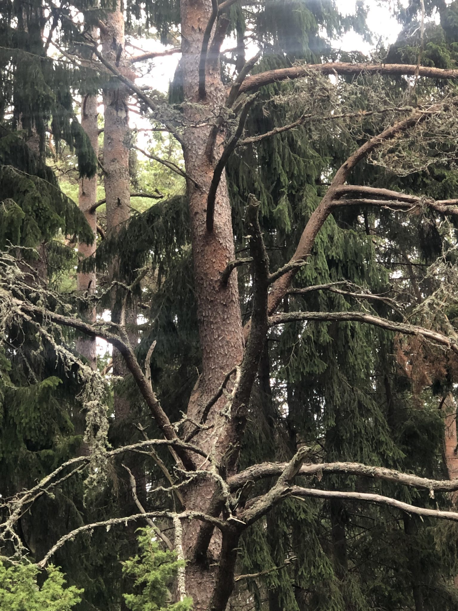 Auf Hiiuma in Estland gibt es richtigen Urwald ein riesiger Baum