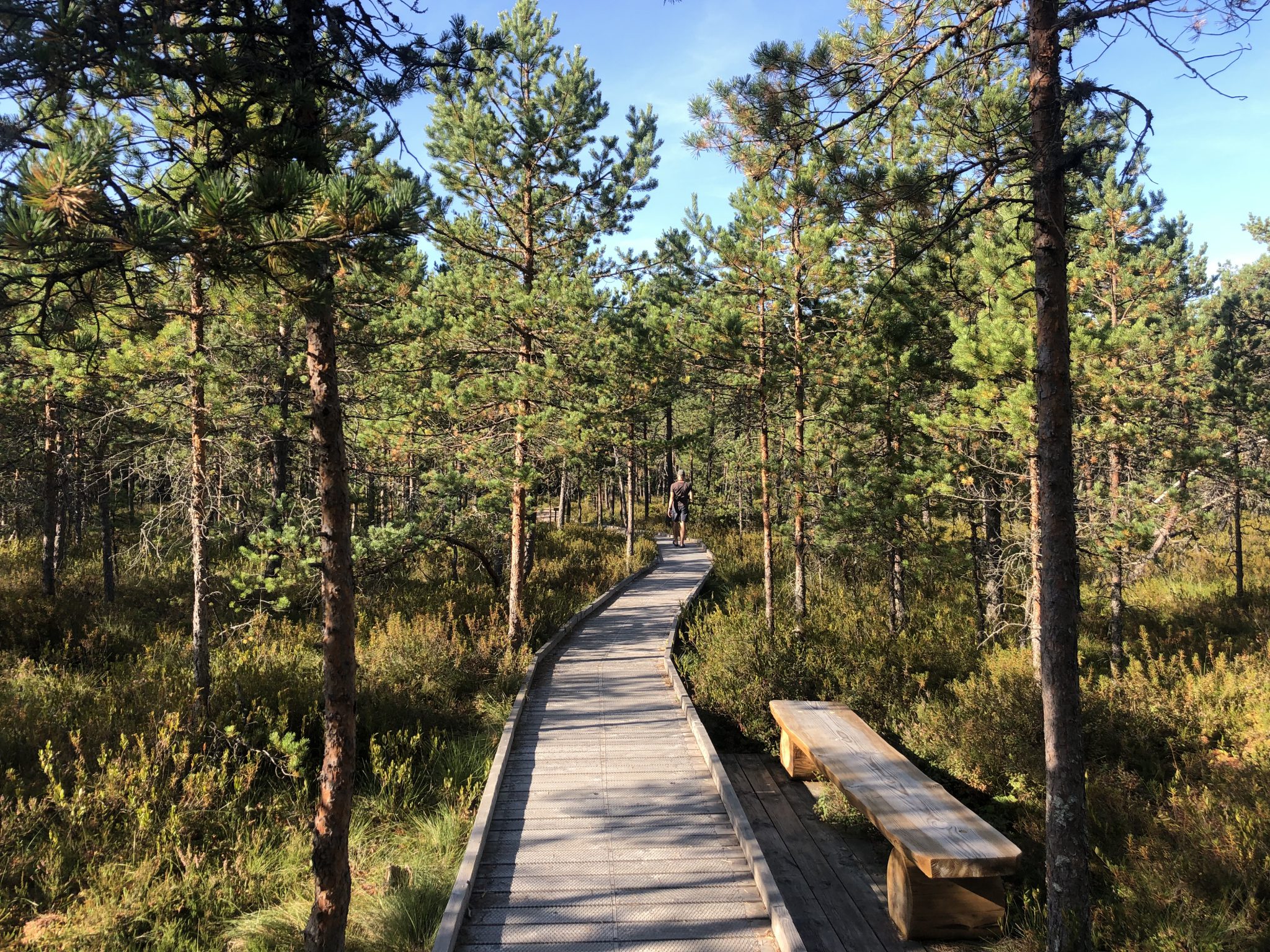 Auf dem Biberpfad im Sooma Nationalpark geht man auf Holzstegen