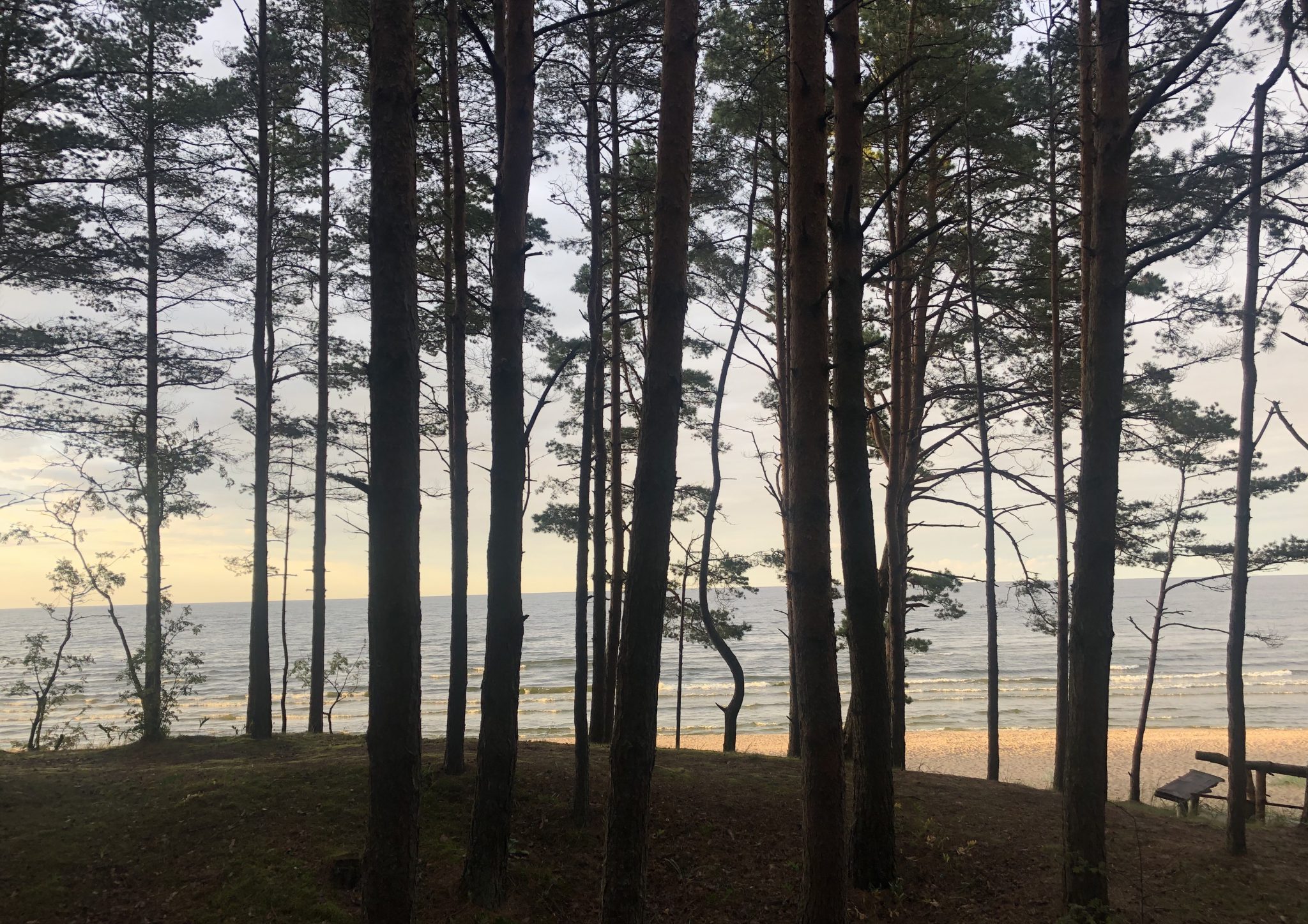 Blick durch Birken auf den Strand von Jūrmala. 