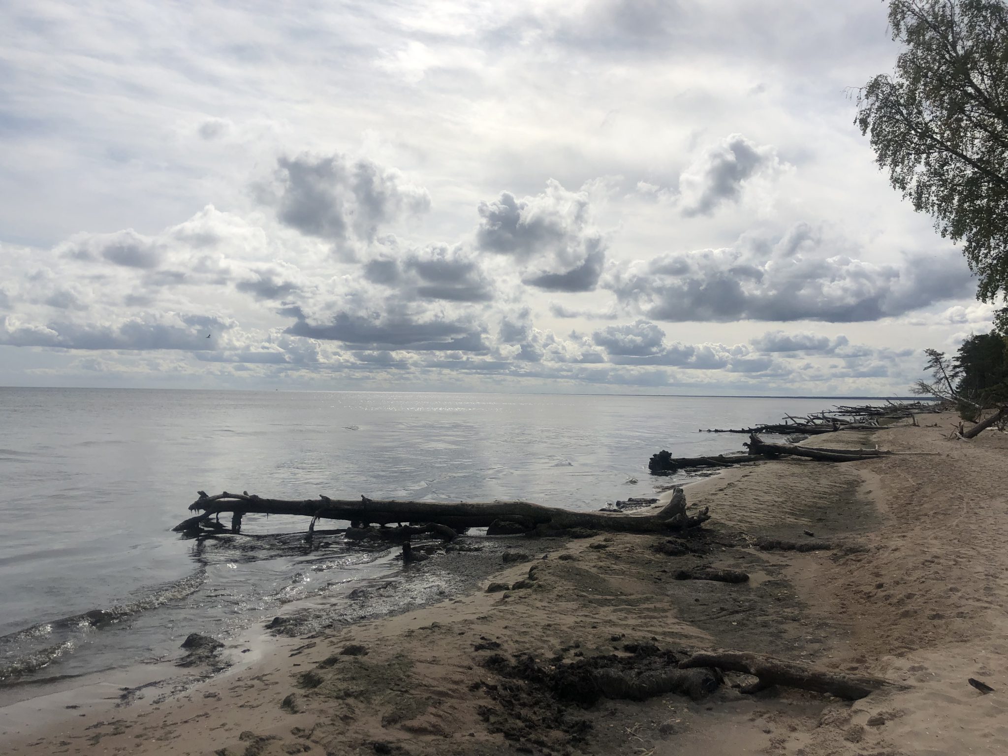 Tote Bäume am Kap Kolka in Lettland