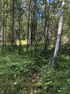 Undurchdringlicher Urwald hinter dem Kap Kolka