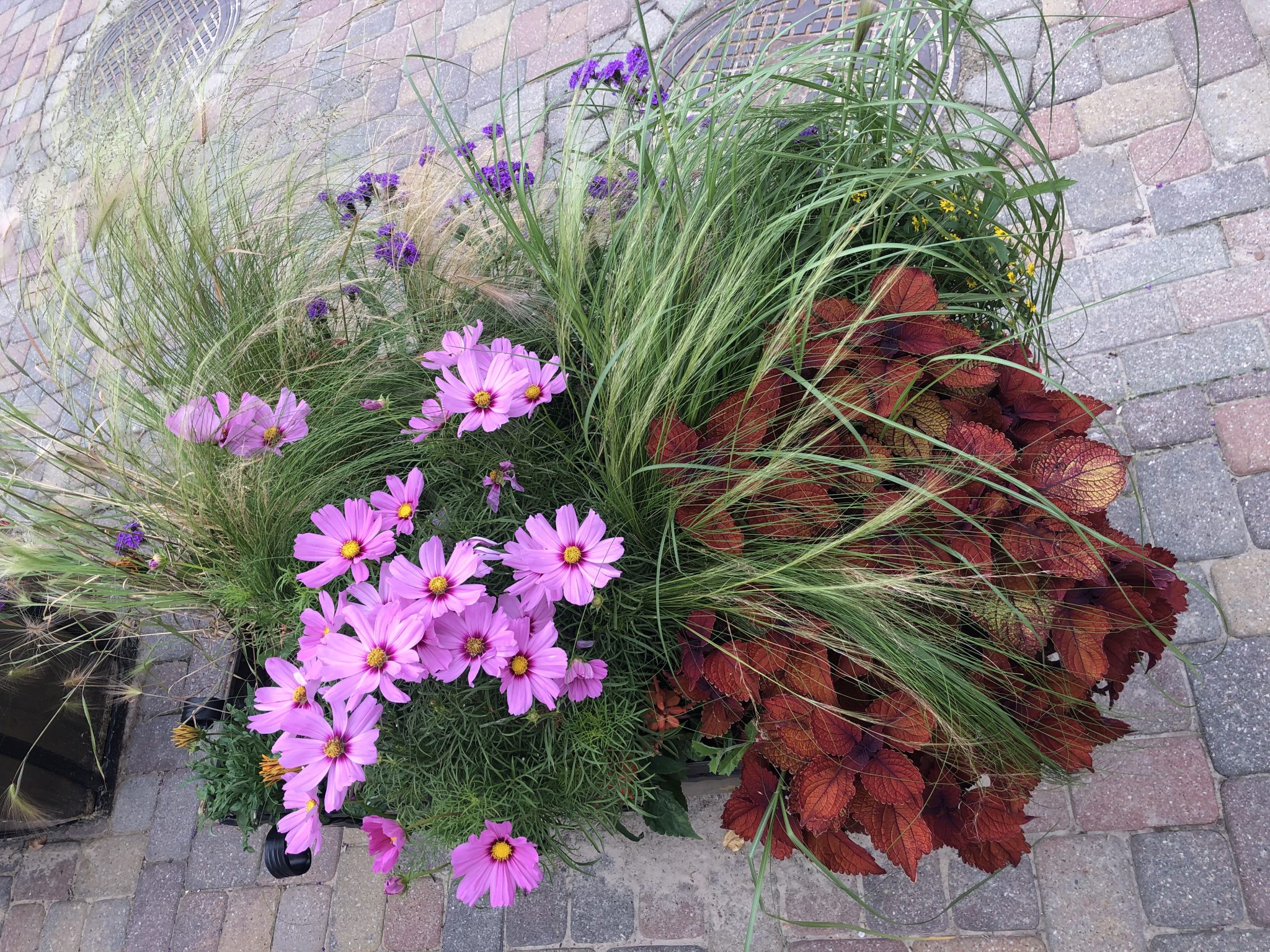 In Kuldīga gibt es sehr viele Blumen Arrangements