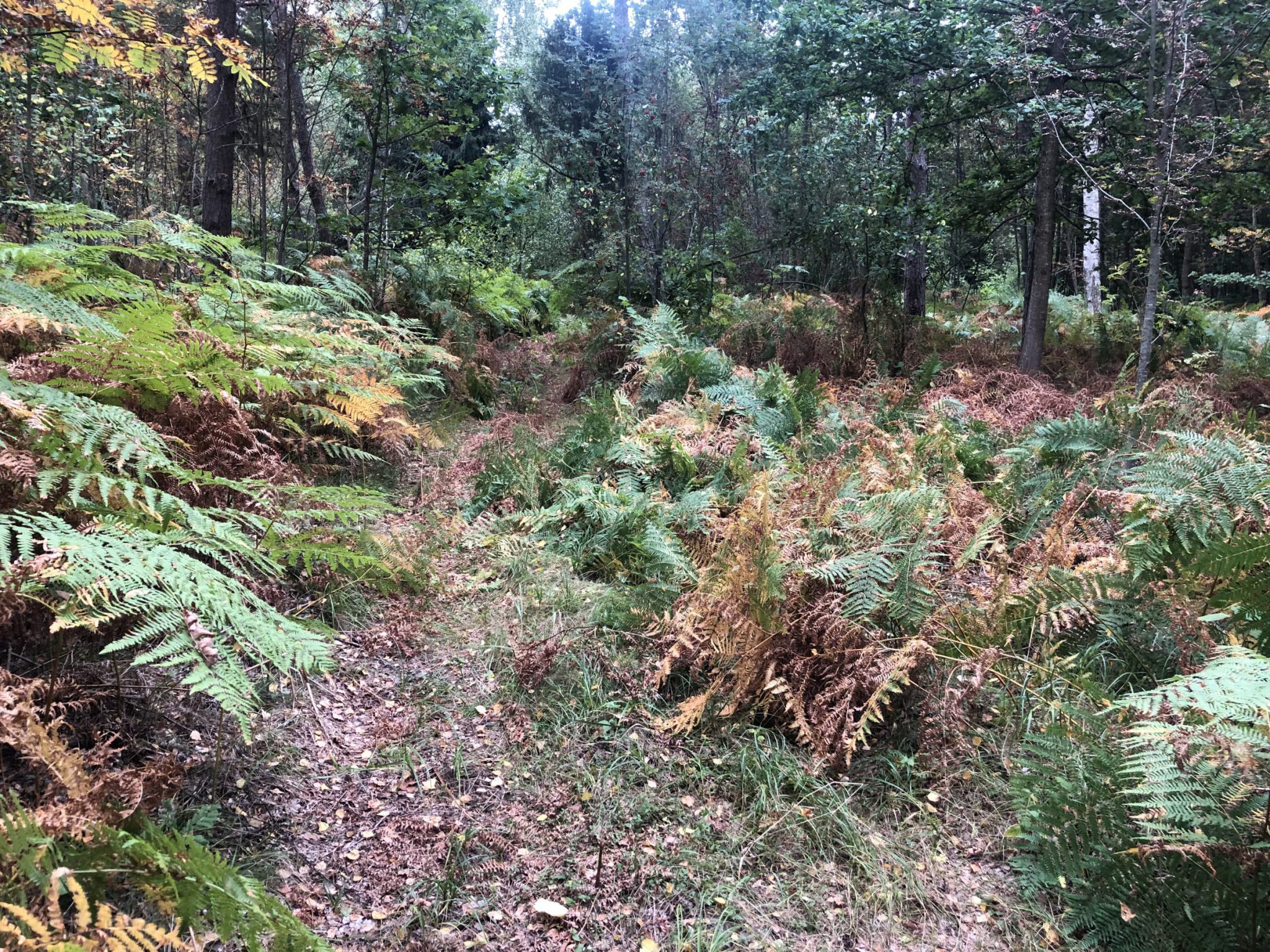 Der Farn steht mannshoch im Urwald von Pape Nationalpark an der kurischen Nehrung