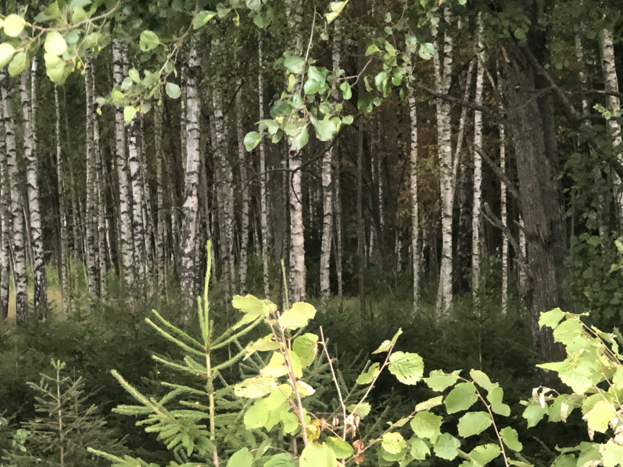 Mischwald mit Birken und Farn und Unterholz an der kurischen Nehrung in Pape