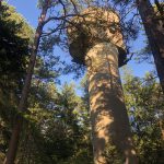 Grenzwachturm im Wald auf dem Gelände von Surfers Paradise