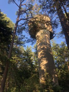 Grenzwachturm im Wald auf dem Gelände von Surfers Paradise