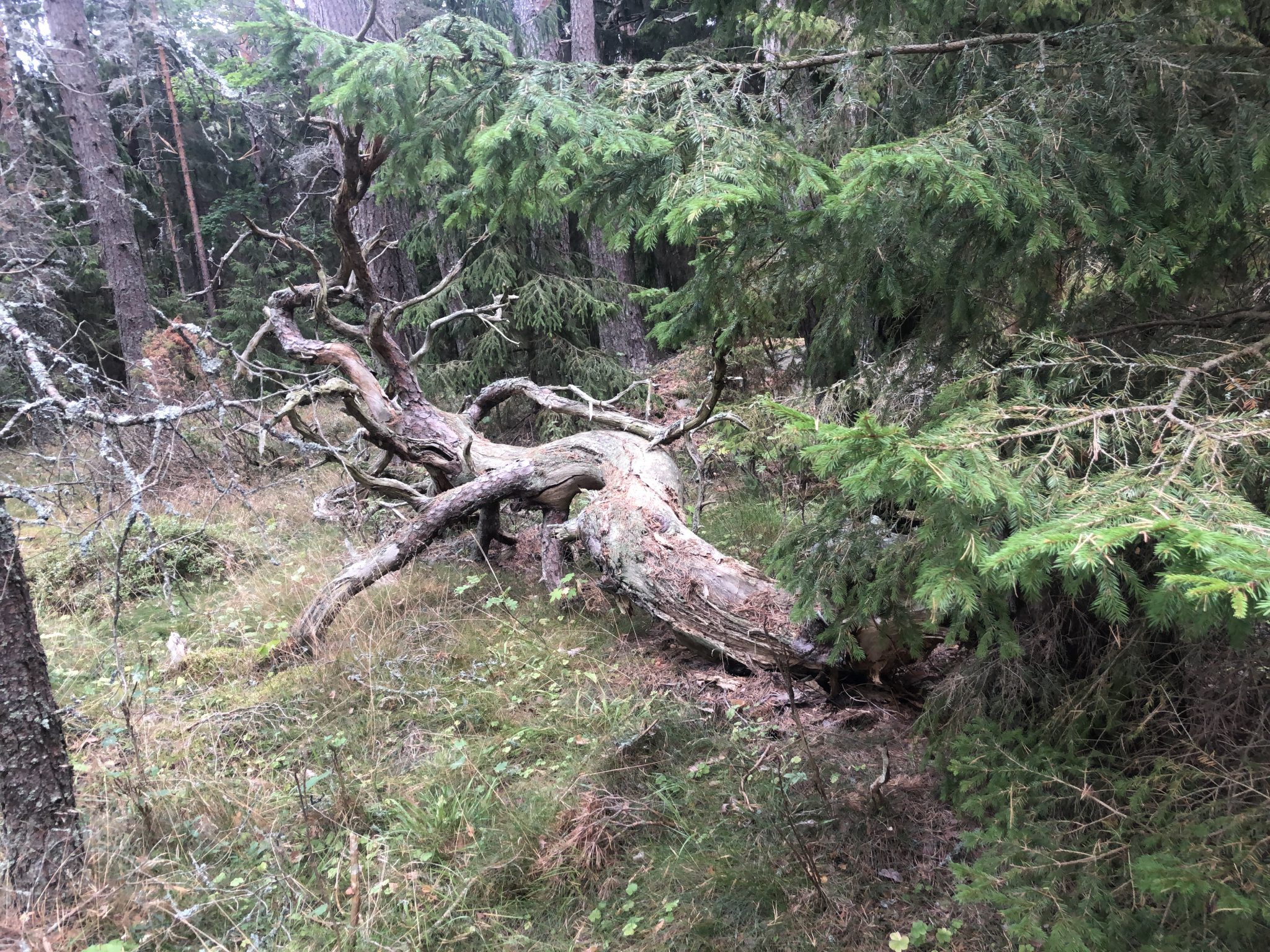 Umgestürzter Baum im Wald von Hiiumaa