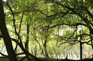 Beim Waldbaden ist Achtsamkeit gefragt
