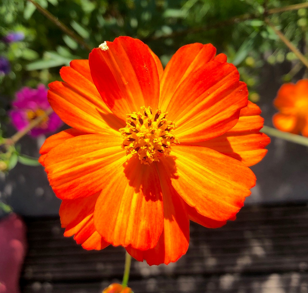 Achtsamkeit bei der Betrachtung einer Waldblume