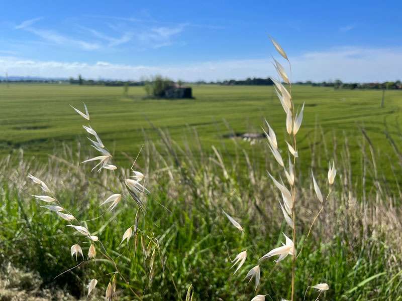 Bauernregel im Mai Hafer Feld Acker