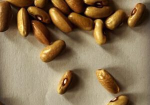 bohnensorte-dattel 40 Bohnen der Sorte Dattel