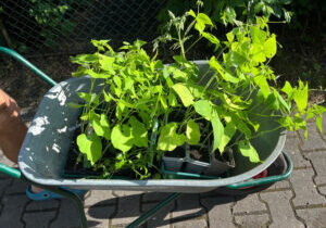 buschbohnen-ab-ins-beet Buschbohnen werden in der Schubkarre ins Beet gebracht