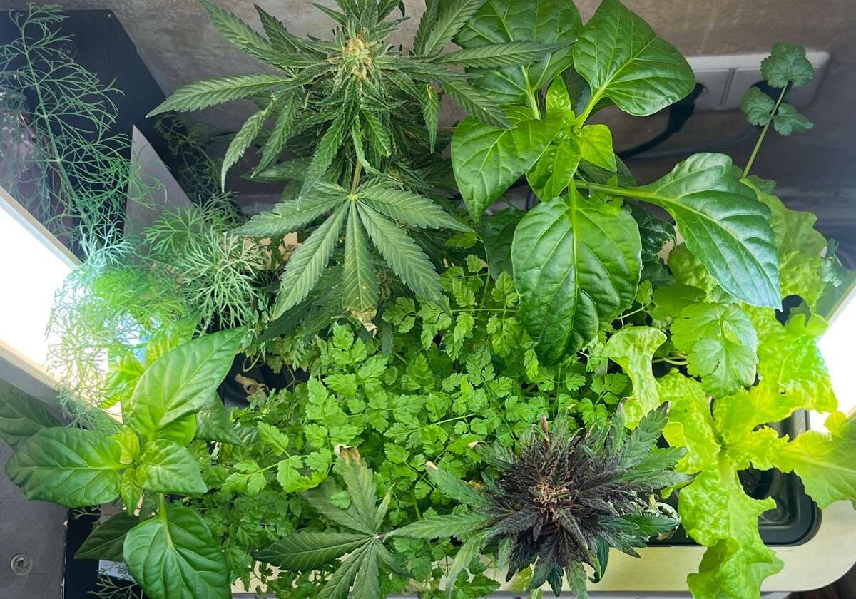 Blick in den Smart Indoor Garden von BerlinGreen - viele Kräuter wachsen in der Greenbox