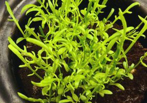 Kräuter und Gemüse zu Hause im Indoor Garten züchten