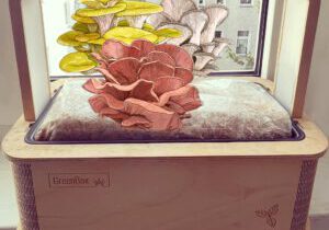 Pilzzucht Box im Smart Garden für Zuhause