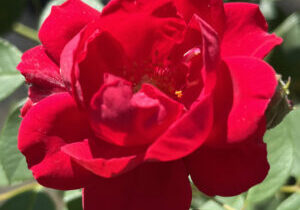 rosenrot Rosenrot ist eine dunkle satte Farbe
