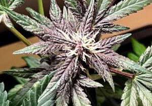 Stress Killer Auto sind autoflowering Cannabissamen, die speziell darauf gezüchtet wurden, Nutzern ein klares, funktionales und fokussiertes High zu bieten.