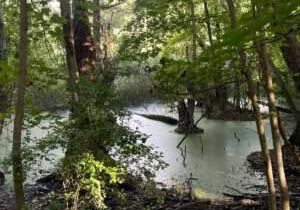Feuerwehreinsatz rettet Mann aus Sumpf in Berlin
