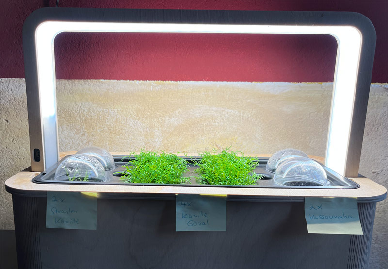 Experiment im Berlin Green Indoor Garten mit Kamille