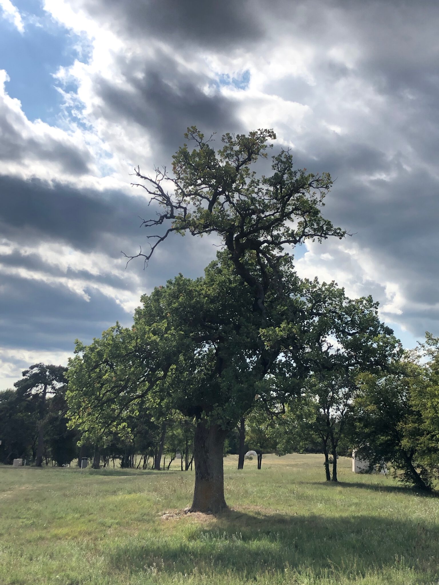 Birnbaum am Waldrand im Skulpturenpark Dubrava