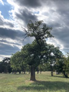 birnbaum-skulpturenpark-dubrava