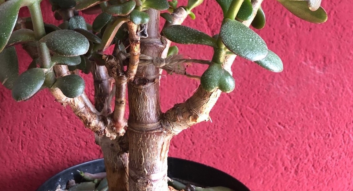 Pfennigbaum Ableger als Bonsai und Spuckpalmen