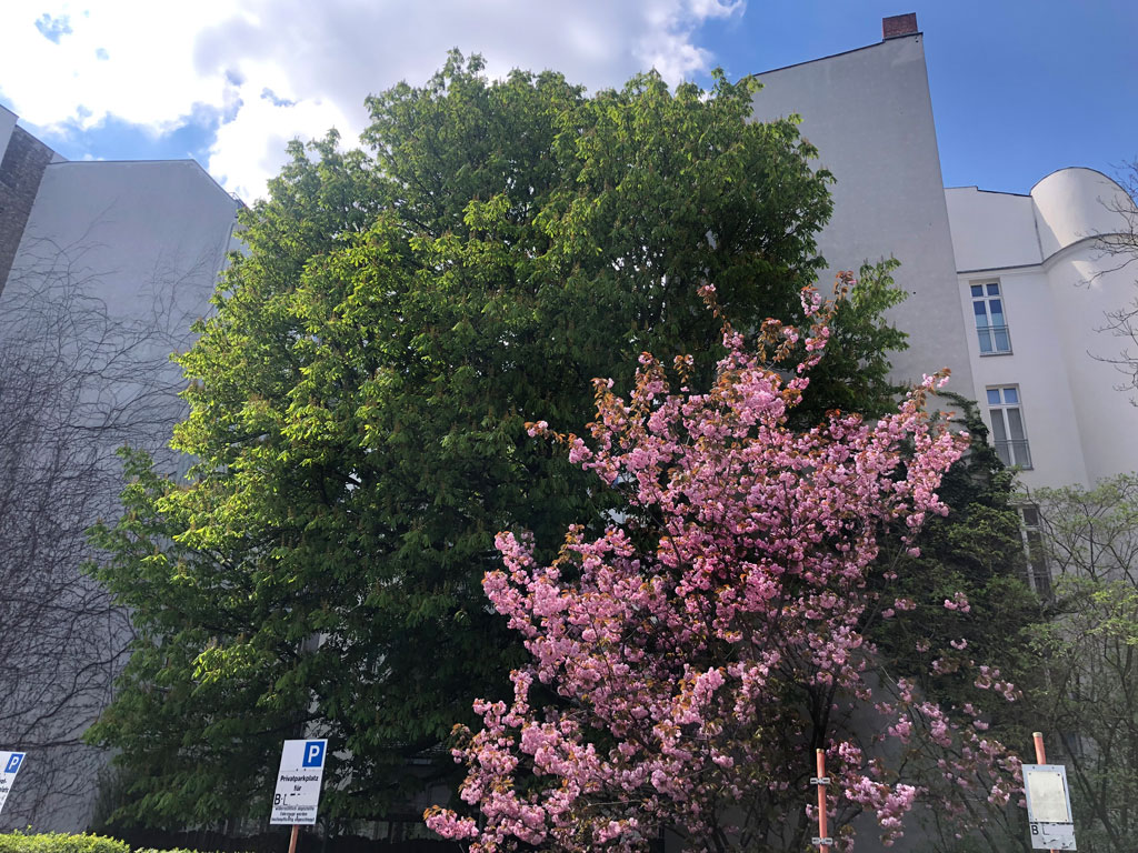 Ein Ahorn und ein Kirschbaum wachsen in der Lücke von Brandmauern in Berlin Charlottenburg
