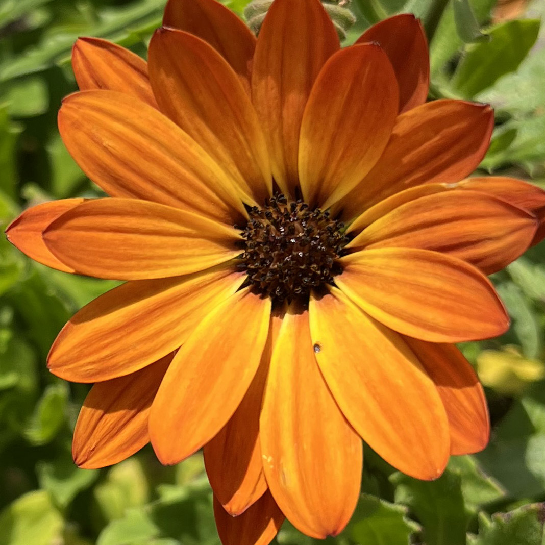 braunorange-braun Die Farbe auf dieser Blume ist braunorange