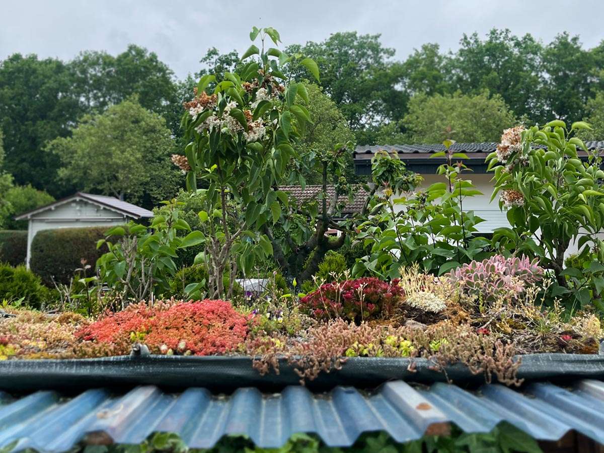 dachgarten Mit Hauswurz begrünter Dachgarten und Flieder im Hintergrund