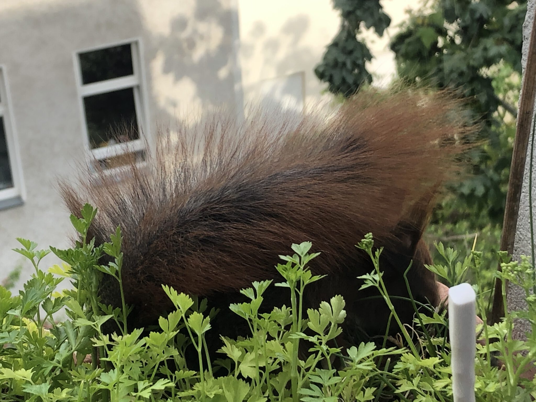 Nur noch der Schwanz vom Eichhörnchen ragt aus der Box des Smart Gardens heraus