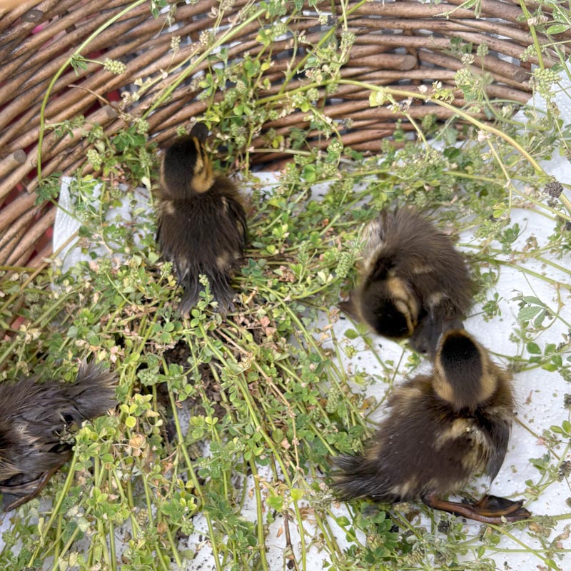 Die Entenküken wurden gerettte und sitzen im korb mit Vogelmiere