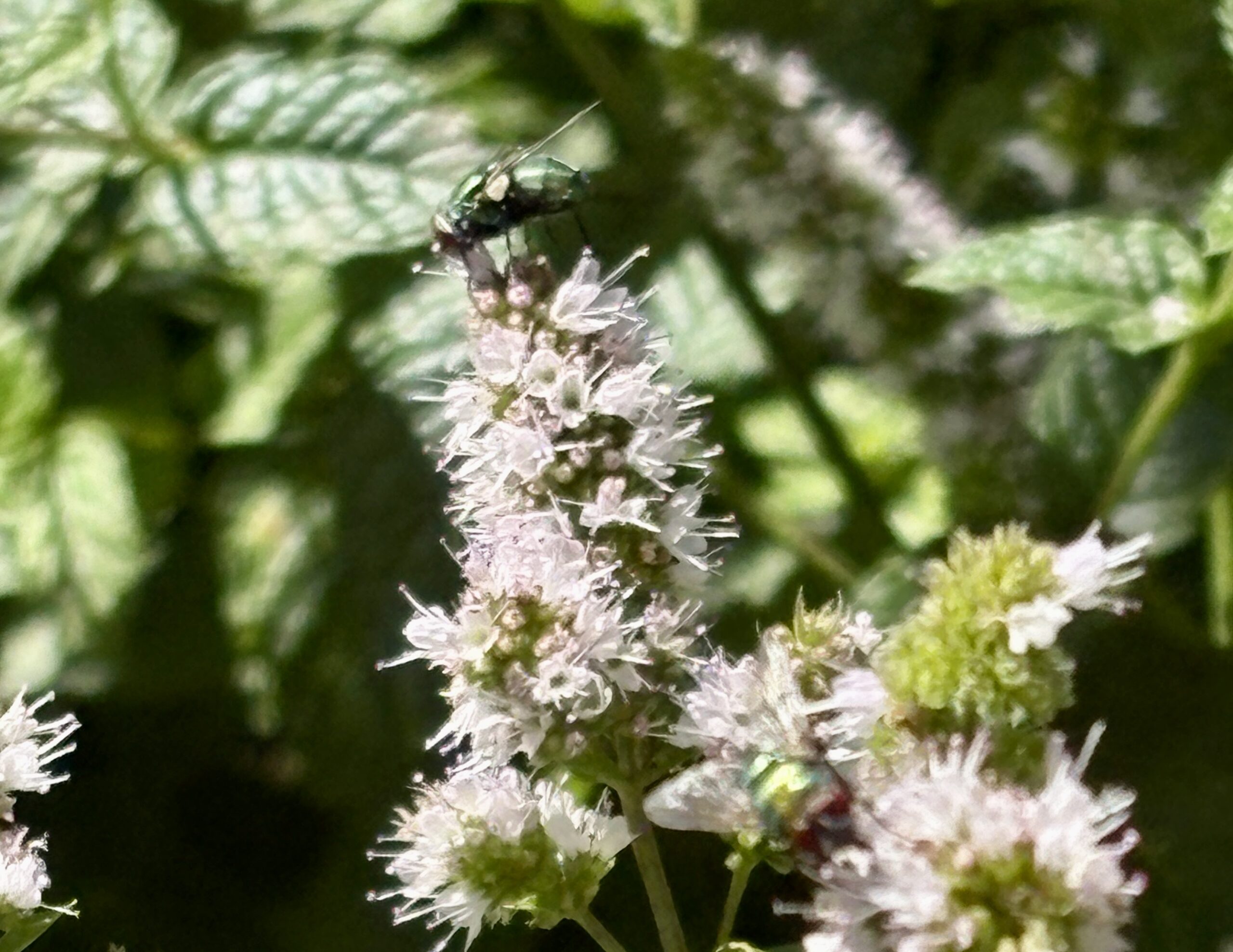 Gartenblog Fot mit Schmeißfliege auch Goldfliege genannt