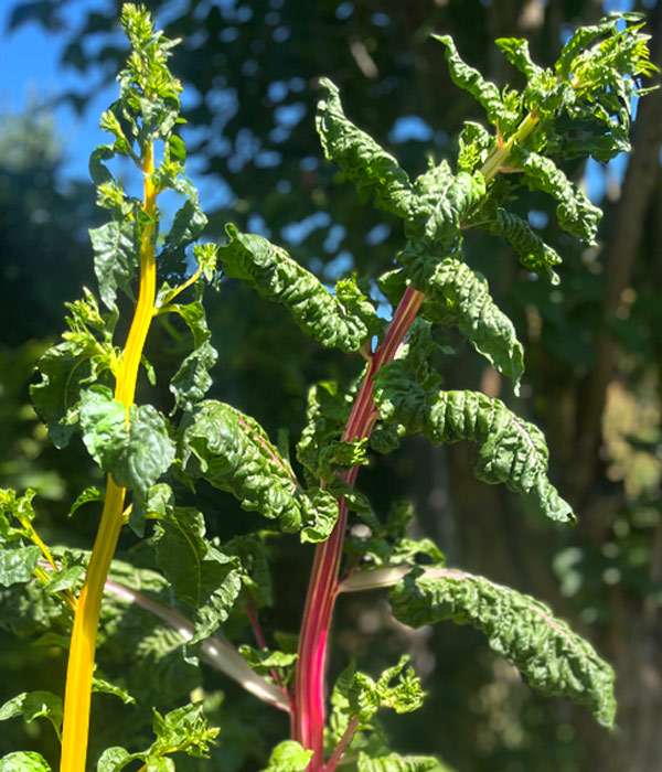 gelber-mangold-roter-mangold Ein gelber und ein roter Mangold die blühen