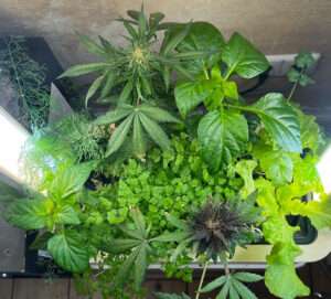 Blick in den Smart Indoor Garden von BerlinGreen - viele Kräuter wachsen in der Greenbox