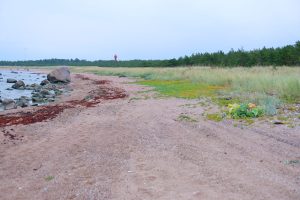 Spaziergang am Strand auf Hiiumaa