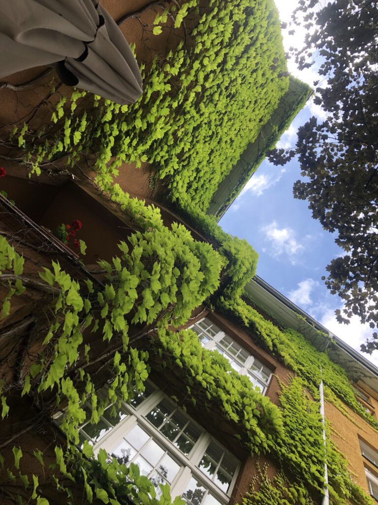 Fassadengrün Urbanes Leben wilder Wein