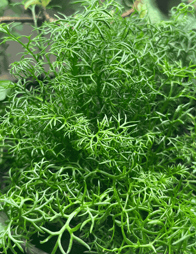 Kamille im Greenbox Kräutergarten für drinnen