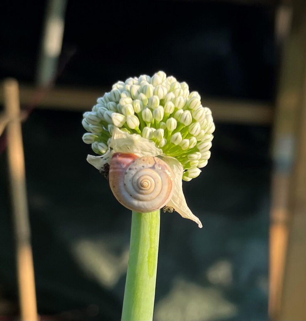 Kartäuserschnecke an einem Lauch