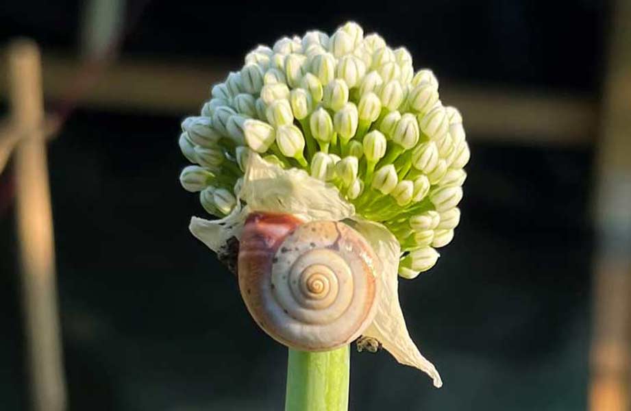 kartaueser-schnecke Kartäuserschnecke frisst an Zwiebel Blüte