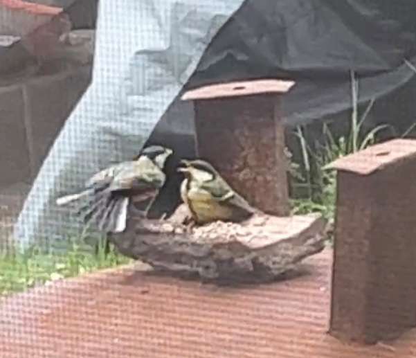 Kohlmeisen Baby am Futterplatz