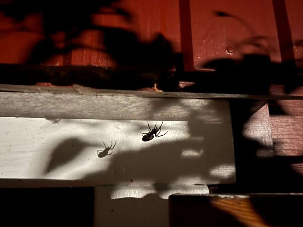 Die Kreuzspinne wirft einen gruseligen Schatten auf die Hauswand