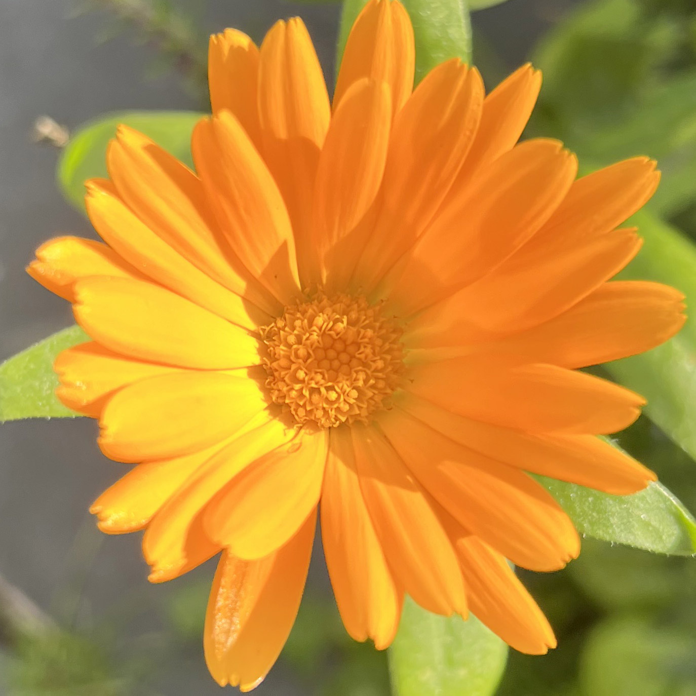 Ringelblume hat ein Orange wie eine Mandarine - eine schöne leuchtende Farbe