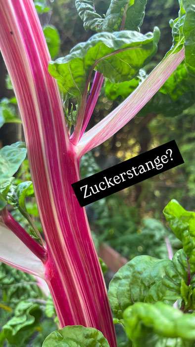 mangold-bluete Roter Mangold Stiel sieht aus wie Zuckerstange