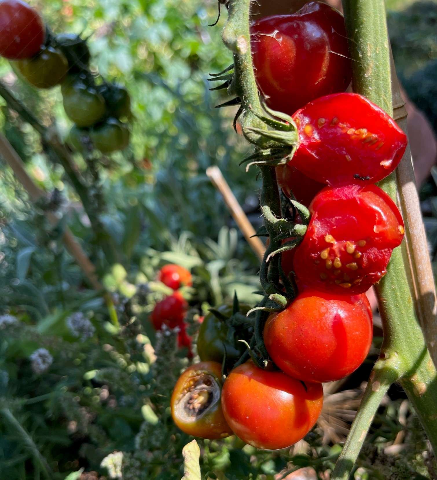 Von Maus angebissene Tomaten Rispen