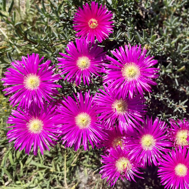 Die Mittagsblume - Neophyt, Unkraut oder kann das weg?