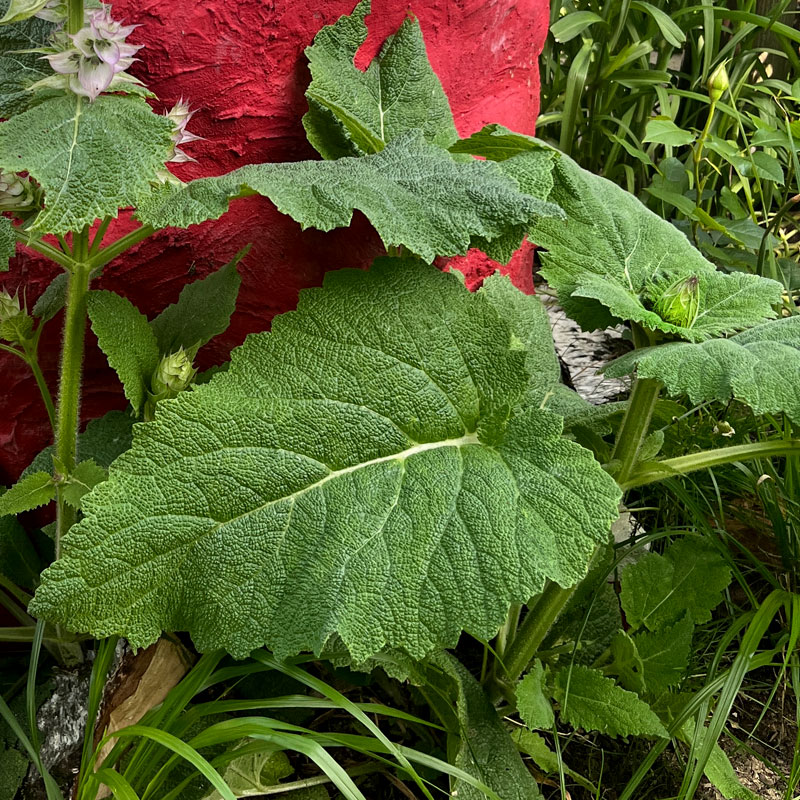 Porträt einer faszinierenden Garten-Schönheit