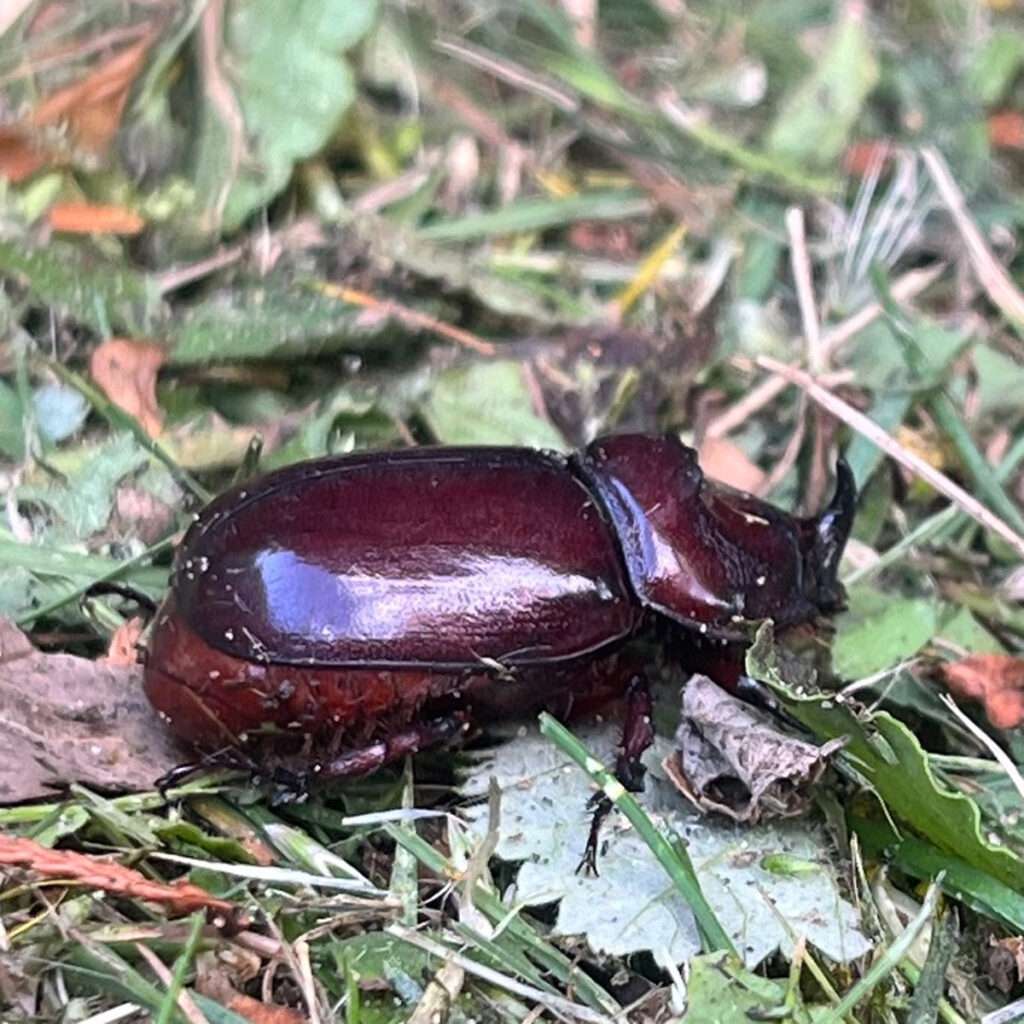 Nashornkäfer Männchen im Komposthaufen