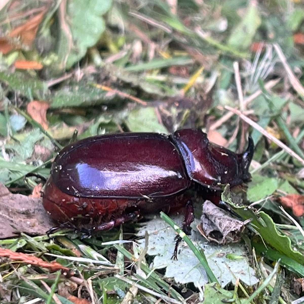 nashornkäfer Nashornkäfer Männchen im Komposthaufen